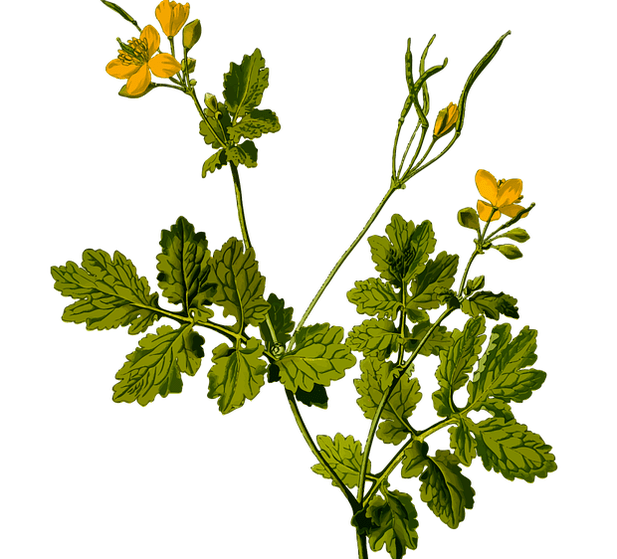 an herb to relieve testicular pain in men